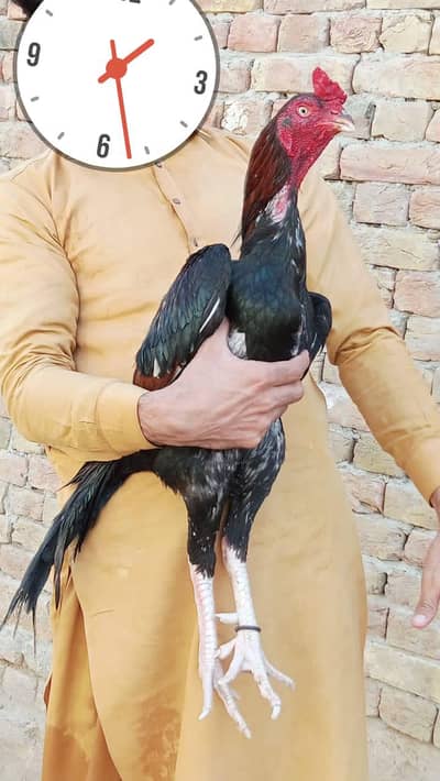 Aseel Lakha murga 0320-6541495 WhatsApp or call