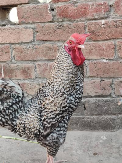 fully active breeder