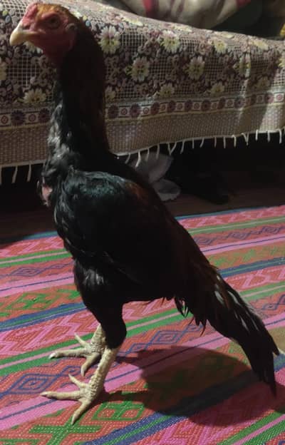 High quality aseel patha