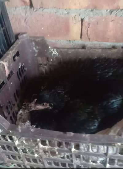 Aseel Hen/Kurk/Brooder Hen/Kurk Hen