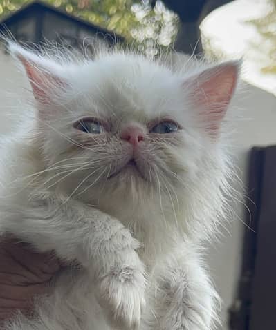 White Peki Face Male Kitten