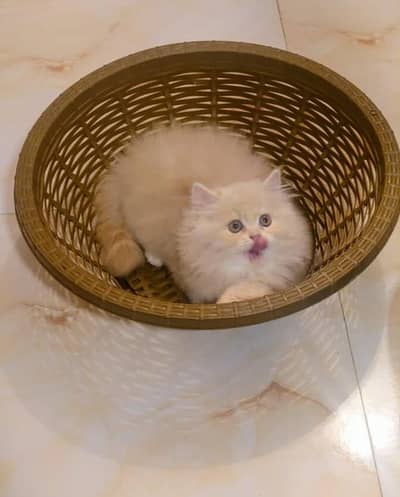 Show quality pure Persian kittens for sale (adult cats on adoption)