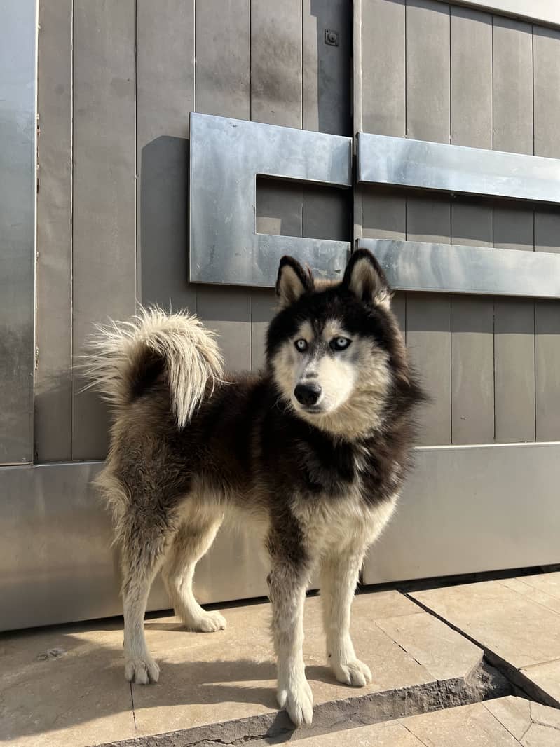 Husky 1