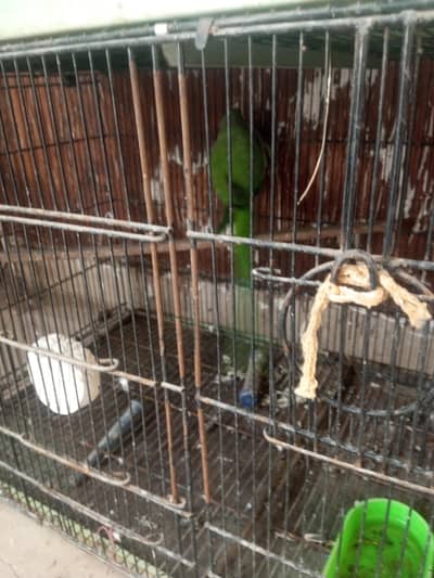 green ringneck male for sale  . Serious buyer contact.