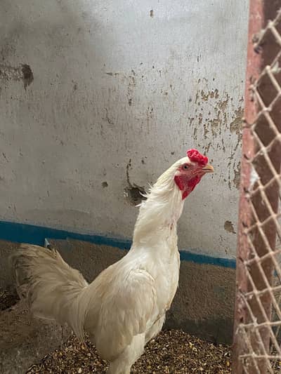 Murga and murgi for sale koi viris nahi ha egg bhi da rahi 03111004411