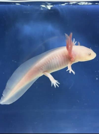 Axolot 5 inch