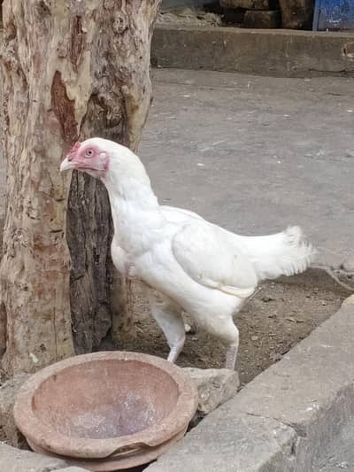 Hera aseel 03065828477 whats app