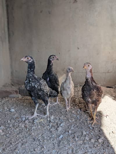 Total 4 peaces pr peace 2000 Whatsapp: 03159640025