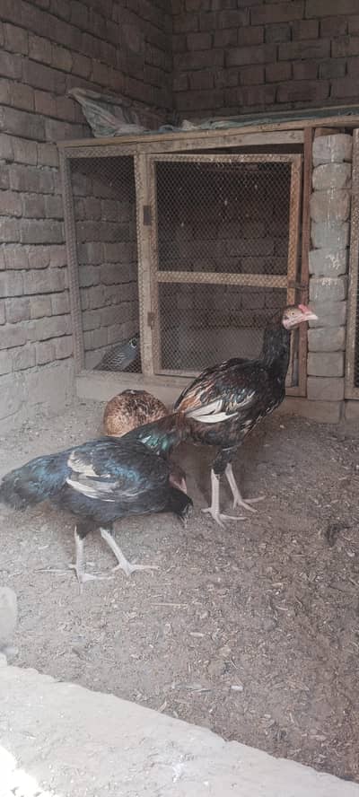 Breeder Pair Available