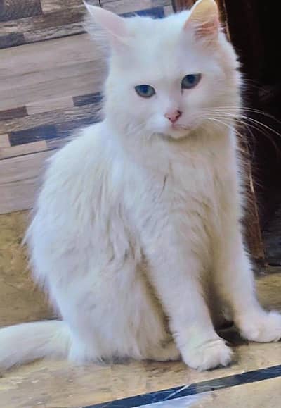 Persian Cat "Tripple Coated