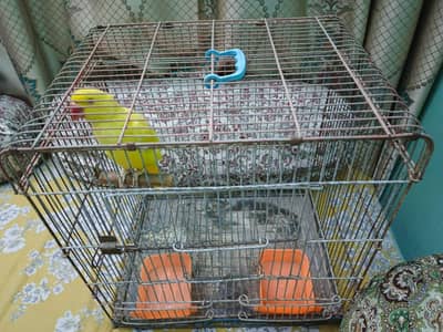 Yellow Ringneck Hand Tamed