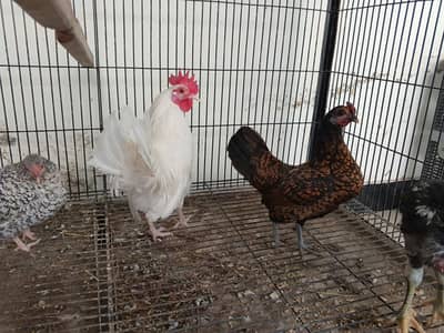 Japanese/English game bantum breed eggs