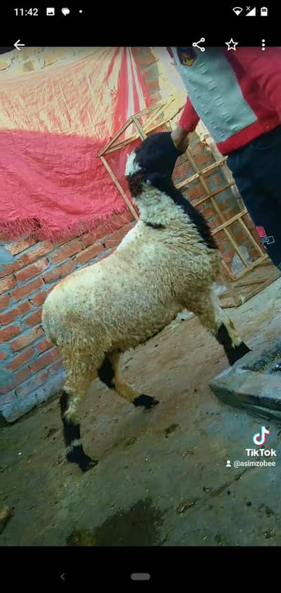 sheep mundri soony vali  03234438191