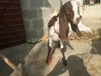 Bakra for sale final 15hazar  age 3 month