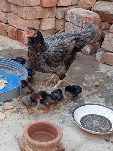 pure Aseel murgi salti aseel java murga