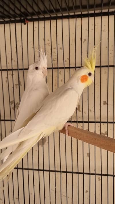 cockatiel cocktail breeder pair 0334 2684014
