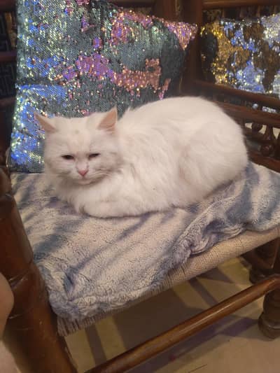 adult  double coat Persian cat for sale