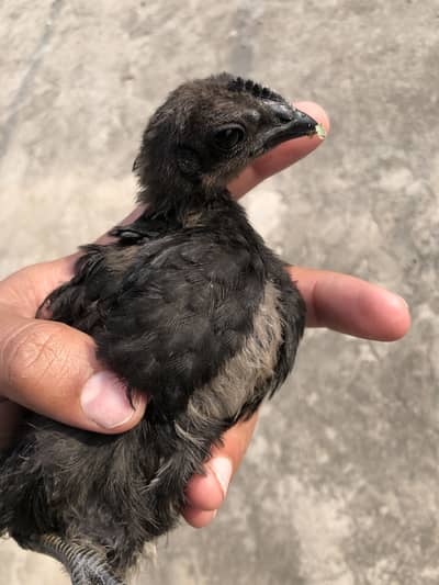 Ayam Cemani Chicks And hens