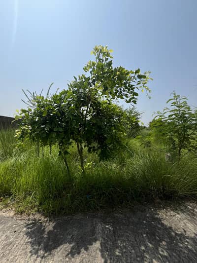 Commercial Plot for sale Zamar Valley Islamabad