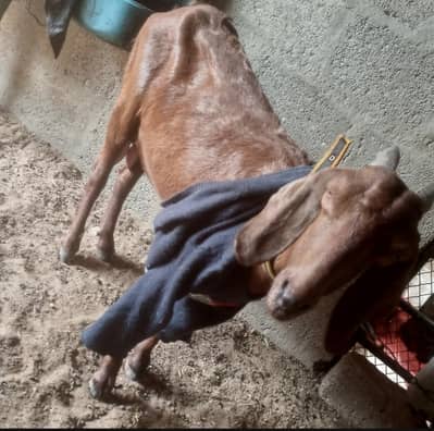 Doudh Wali Bakri For sell urgent