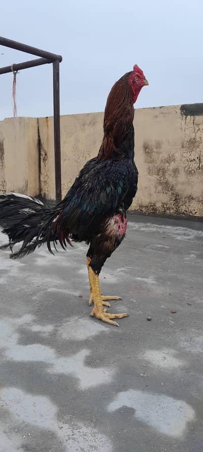 pure aeel Thai cross