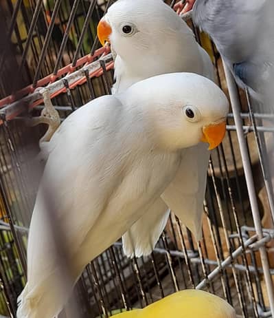 love birds for sale multan Block V Rs. 2200