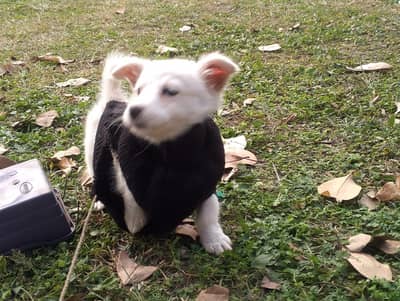 Russian zero size Pomeranian cross puppies available