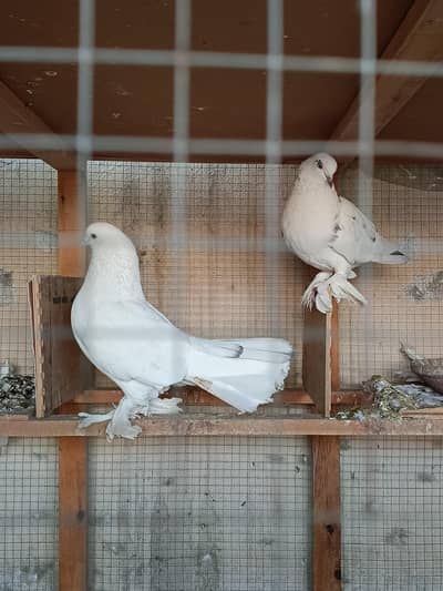 LARGE BIRD CAGE - FREE BIRDS INCLUDED