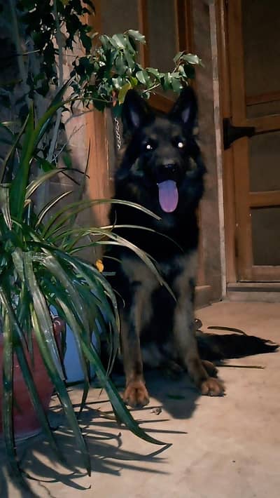 Long Coat GSD Breeder Pair Available