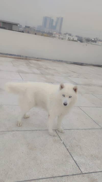 imported pure white husky