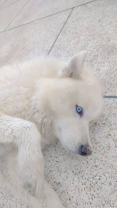 imported pure white husky