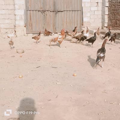 Aseels pathia pathay