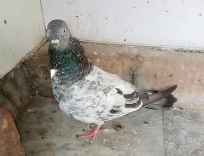 Pigeons & Cage for sale