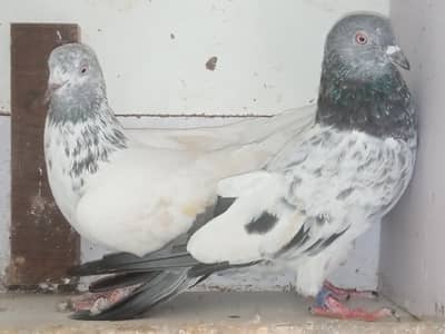 Pigeons & Cage for sale