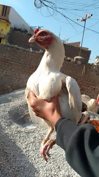 Aseel Heera breed pure