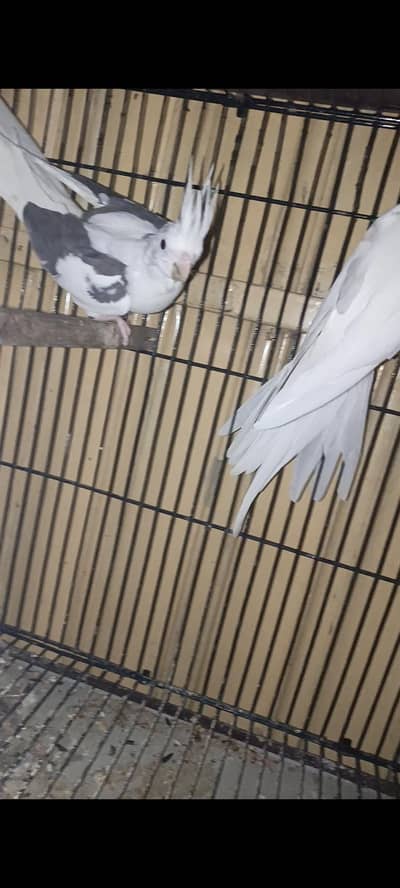 (v )pite spotted cocktail pair full breeder pair with proof  spotted v