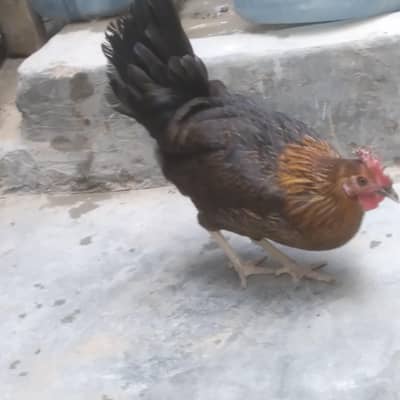 Aseel Lasani Murga aur 2 Young Adult Misri Hen Started Eggs