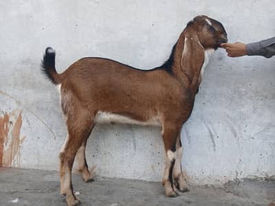 Bakra or 2 bakri for sale