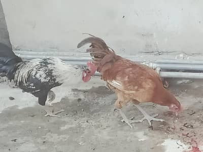 Rir Male 1 piece and Golden Misri 1piece