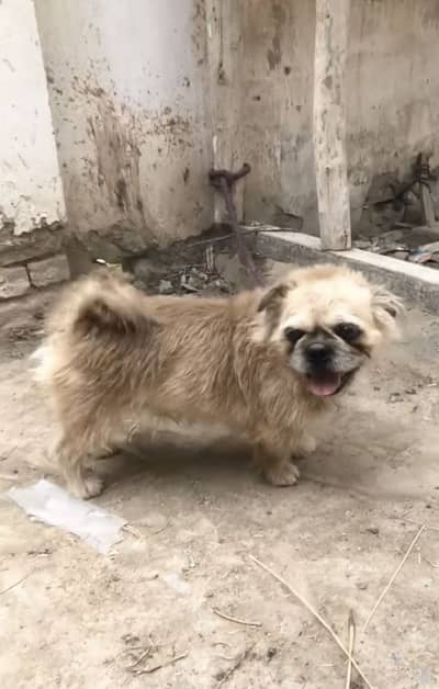 Pekingese pug Male