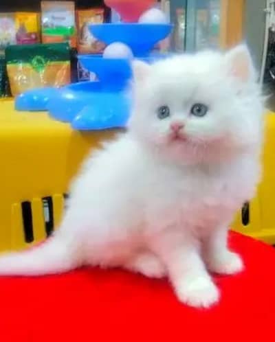 Persian kitten for urgent sale my WhatsApp number 032869729ten
