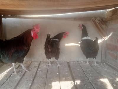 Austarlop 3 aseel cross 1 misri 2 mail egg ling