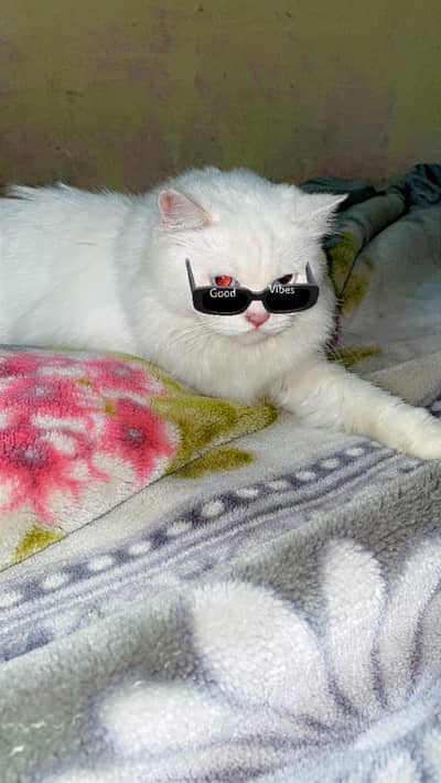 White Snow indoor friendly