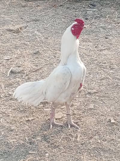 nisar. net711@gmail. com