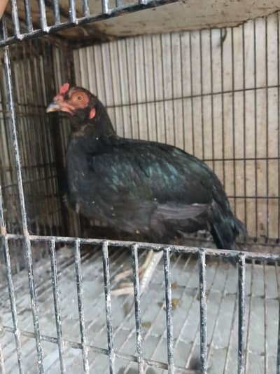 aseel hens available 2500 per piece