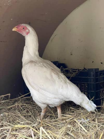 pure paper white Madi for sale