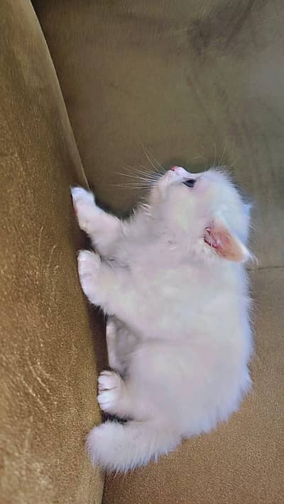 Persian cat triple coated