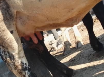 cow gaban sath wacha 7 kilo dhodh ha adda johal  khureanwala