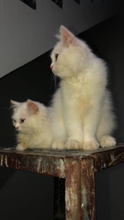 Persion cats double coated