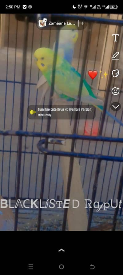 rainbow budgies parrat